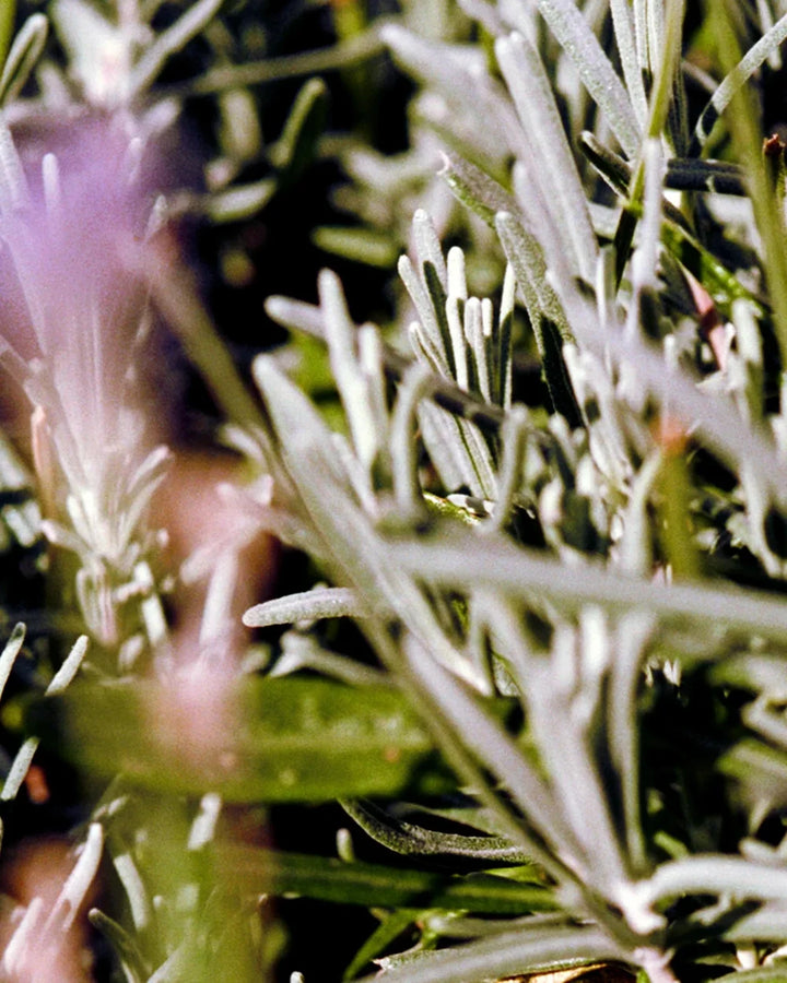 092 Hand Cream Sage / Rosemary / Lavender - Rosmarin in der Nahaufnahme