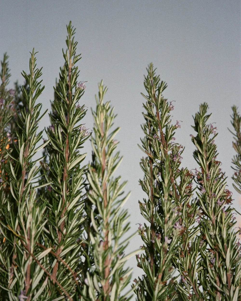 092 Hand Cream Sage / Rosemary / Lavender 70 ml - Rosmarin