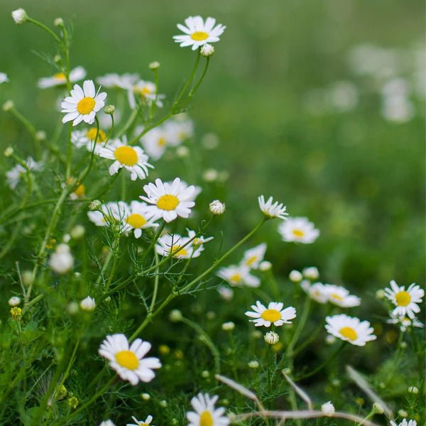 Weiße Kamillenblüten auf grüner Wildblumenwiese - natürliche Inhaltsstoffe des Wildcrafted Organics Bio-Active Eye Serums